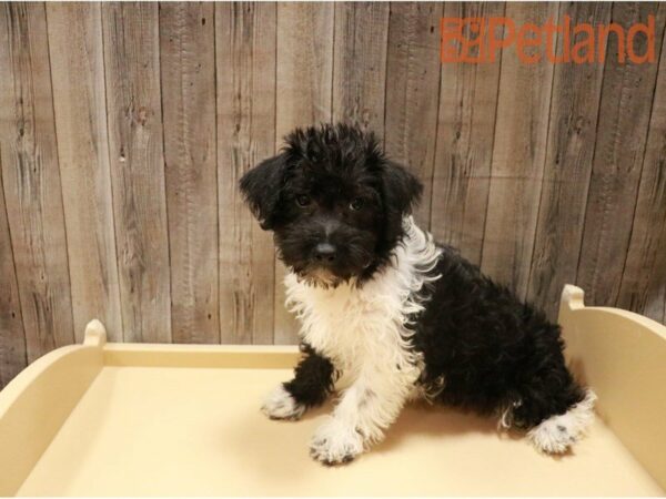 Schnoodle DOG Male Black / White 27251 Petland Racine, Wisconsin