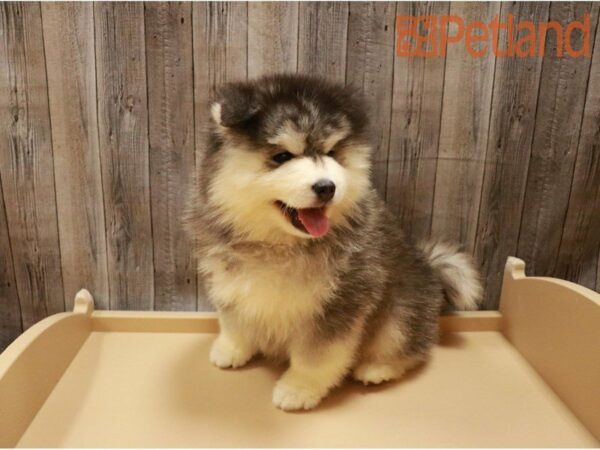 Pomsky DOG Male Black / White 27250 Petland Racine, Wisconsin