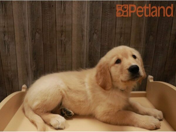 Golden Retriever-DOG-Male-Light Golden-27249-Petland Racine, Wisconsin