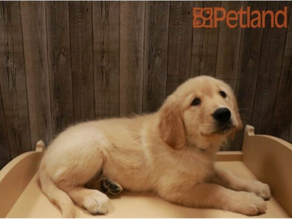 Golden Retriever DOG Male Light Golden 27249 Petland Racine, Wisconsin