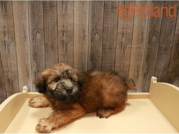 Soft Coated Wheaten Terrier-DOG-Male-Wheaten-27247-Petland Racine, Wisconsin