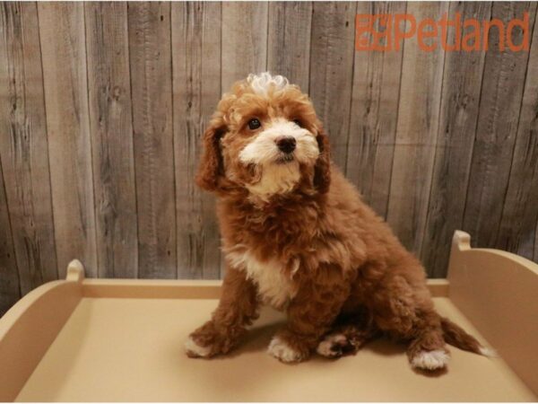 Goldendoodle Mini 2nd Gen-DOG-Female-Red-27246-Petland Racine, Wisconsin