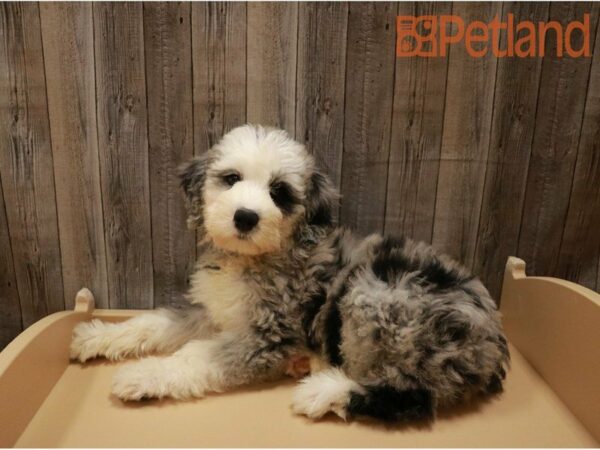 Old English Sheepdog/Poodle DOG Male Blue Merle 27245 Petland Racine, Wisconsin