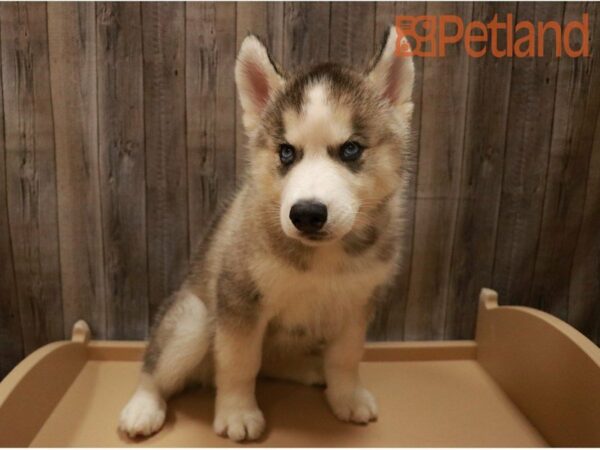 Siberian Husky DOG Male Gray / White 27244 Petland Racine, Wisconsin