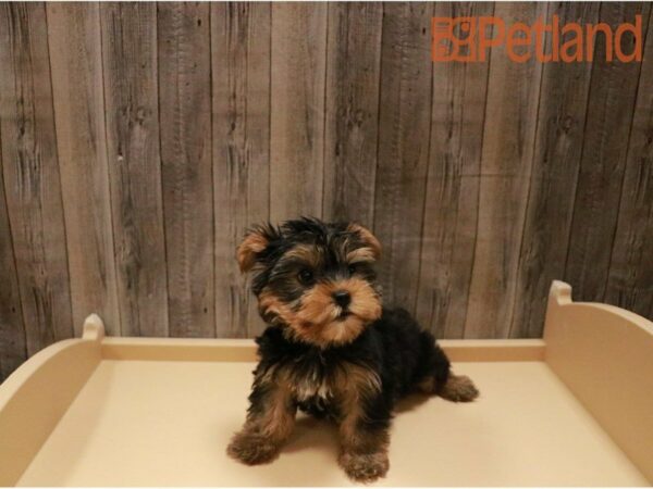 Yorkshire Terrier DOG Male Black / Tan 27242 Petland Racine, Wisconsin