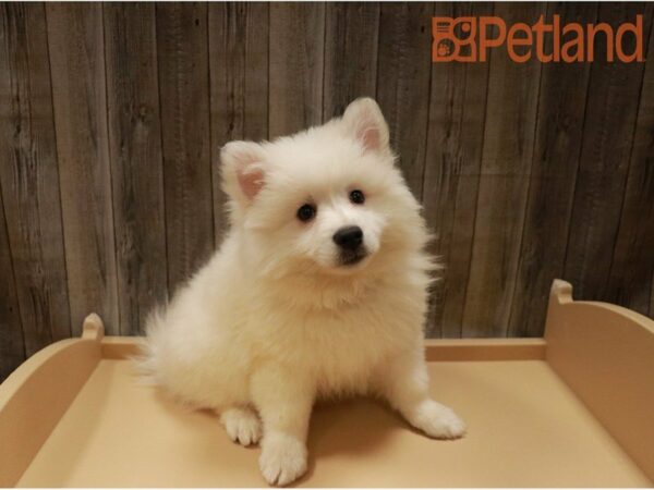 American Eskimo Dog DOG Male White 27241 Petland Racine, Wisconsin