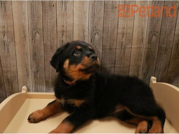 Rottweiler-DOG-Female-Black / Tan-27240-Petland Racine, Wisconsin