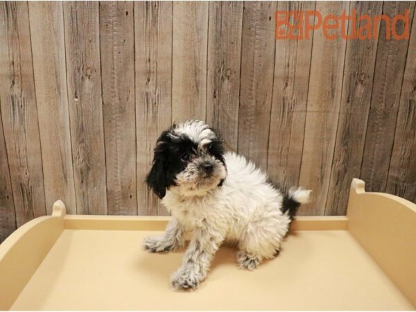 Poodle/Shih Tzu DOG Male White / Black 27239 Petland Racine, Wisconsin