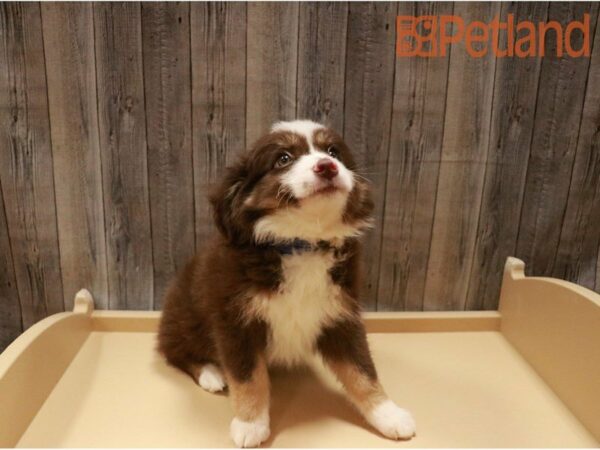 Australian Shepherd DOG Male Red 27238 Petland Racine, Wisconsin