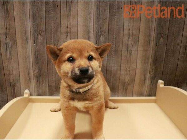 Shiba Inu DOG Male Red 27237 Petland Racine, Wisconsin