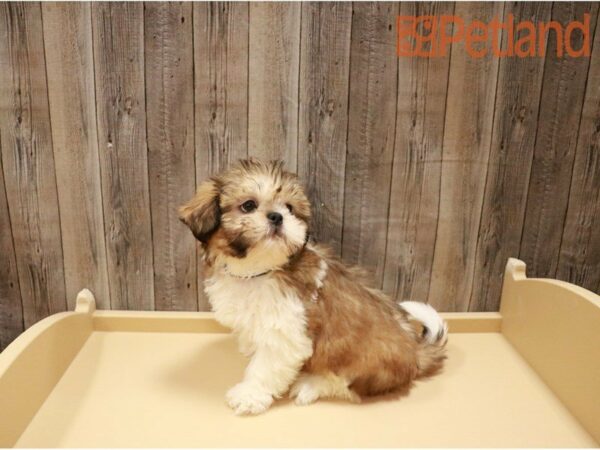 Shih Tzu-DOG-Male-Sable / White-27236-Petland Racine, Wisconsin