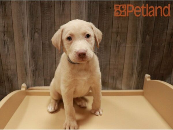 Labrador Retriever DOG Female Yellow 27224 Petland Racine, Wisconsin