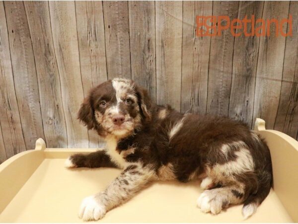 Labradoodle Mini DOG Male Chocolate Merle 27280 Petland Racine, Wisconsin