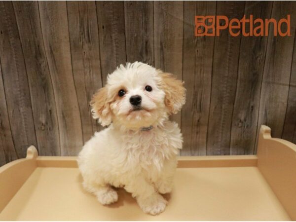 Cavachon DOG Male White / Cream 27279 Petland Racine, Wisconsin