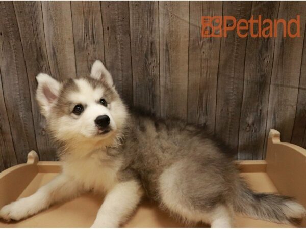 Siberian Husky/American Eskimo DOG Male Black / White 27278 Petland Racine, Wisconsin