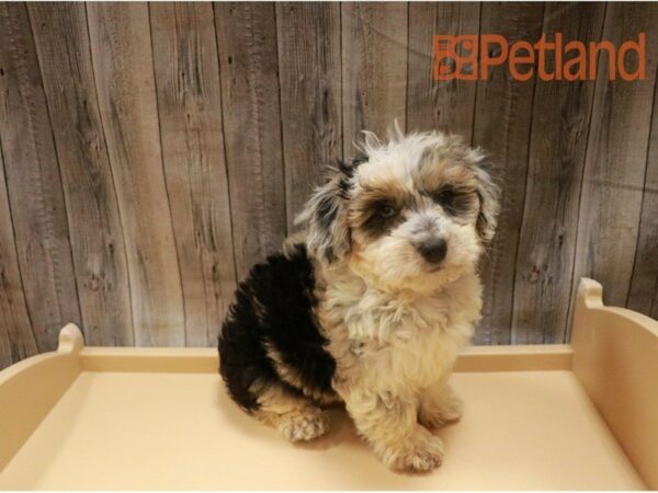 Poodle/Australian Shepherd DOG Male Blue Merle 27277 Petland Racine, Wisconsin