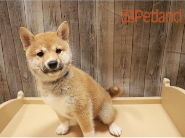 Shiba Inu DOG Male Red 27275 Petland Racine, Wisconsin