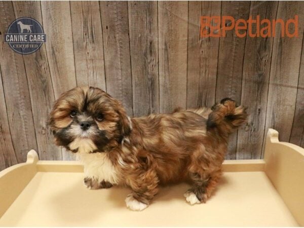 Lhasa Apso DOG Male Sable / White 27274 Petland Racine, Wisconsin