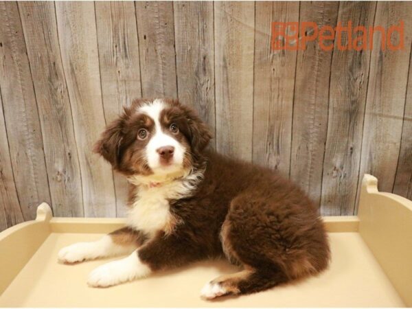 Australian Shepherd DOG Female Red 27273 Petland Racine, Wisconsin