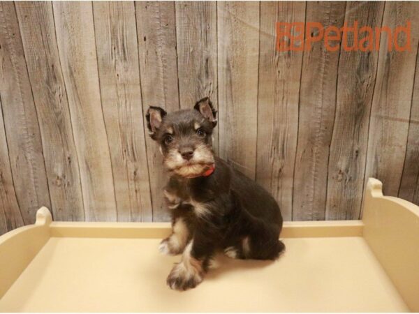 Miniature Schnauzer DOG Female Chocolate and Tan 27272 Petland Racine, Wisconsin