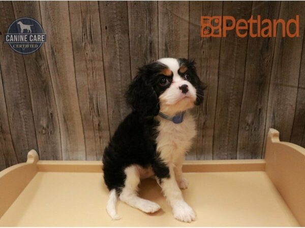 Cavalier King Charles Spaniel DOG Male Tri-Colored 27271 Petland Racine, Wisconsin