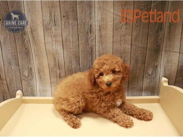 Poodle DOG Male Red 27270 Petland Racine, Wisconsin