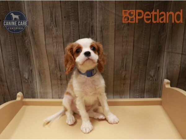 Cavalier King Charles Spaniel DOG Male Blenheim 27269 Petland Racine, Wisconsin