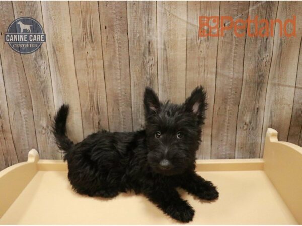 Scottish Terrier DOG Female Black 27268 Petland Racine, Wisconsin