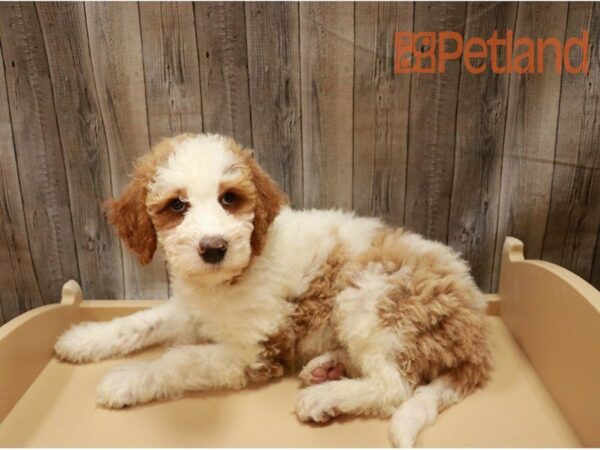 Goldendoodle 2nd Gen DOG Male Red / White 27266 Petland Racine, Wisconsin