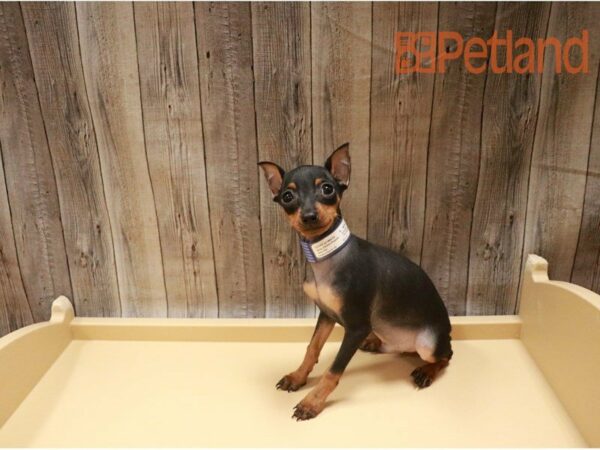 Miniature Pinscher DOG Male Black / Tan 27265 Petland Racine, Wisconsin