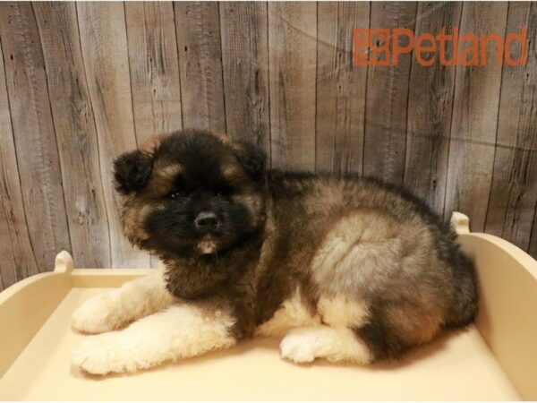 Akita-DOG-Male-Sable / White-27264-Petland Racine, Wisconsin