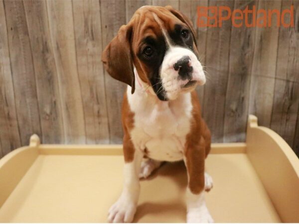 Boxer-DOG-Female-Mahogany-27263-Petland Racine, Wisconsin