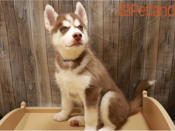 Siberian Husky DOG Male Red / White 27262 Petland Racine, Wisconsin