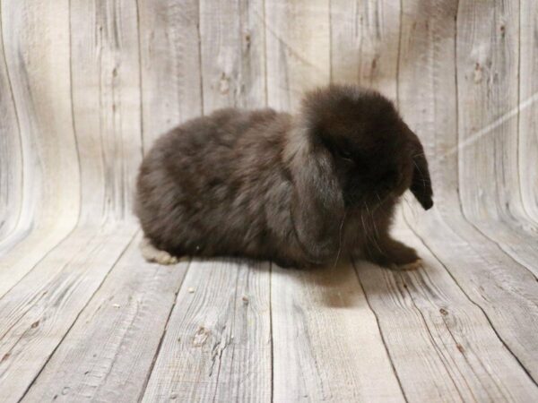 Holland Lop-RABBIT-Female--27261-Petland Racine, Wisconsin