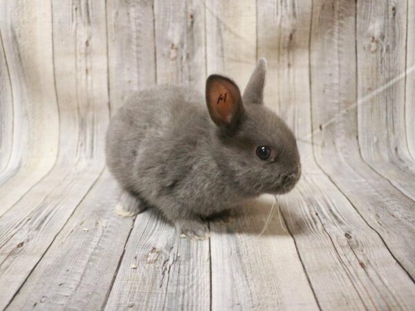 Netherland Dwarf RABBIT Male 27258 Petland Racine, Wisconsin