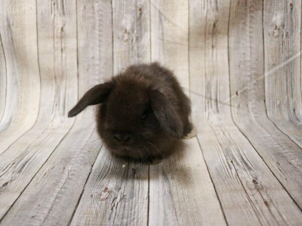 Holland Lop RABBIT Female 27260 Petland Racine, Wisconsin