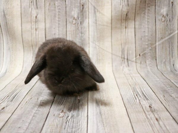 Holland Lop RABBIT Female 27259 Petland Racine, Wisconsin