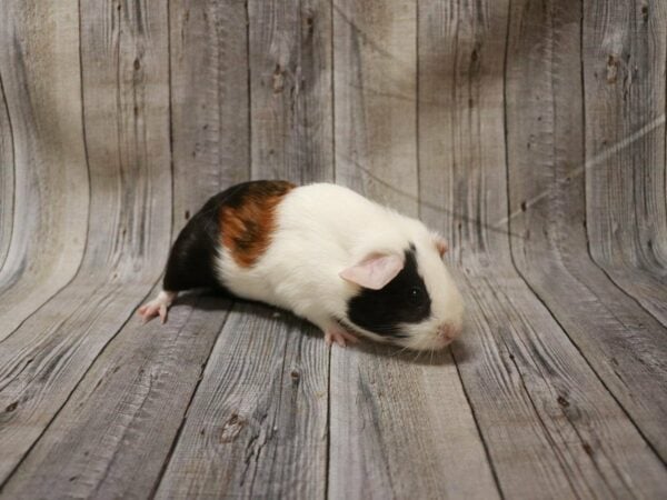 American Guinea Pig-GUINEA PIG-Female--27257-Petland Racine, Wisconsin