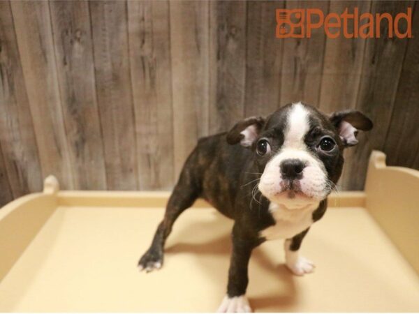 Boston Terrier DOG Male Black/White 27318 Petland Racine, Wisconsin