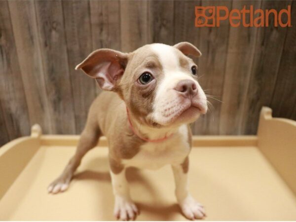 Boston Terrier DOG Male Champagne 27317 Petland Racine, Wisconsin