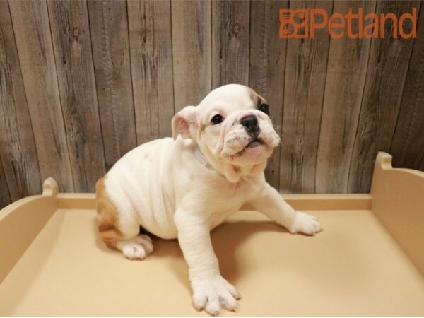 English Bulldog DOG Female 27316 Petland Racine, Wisconsin