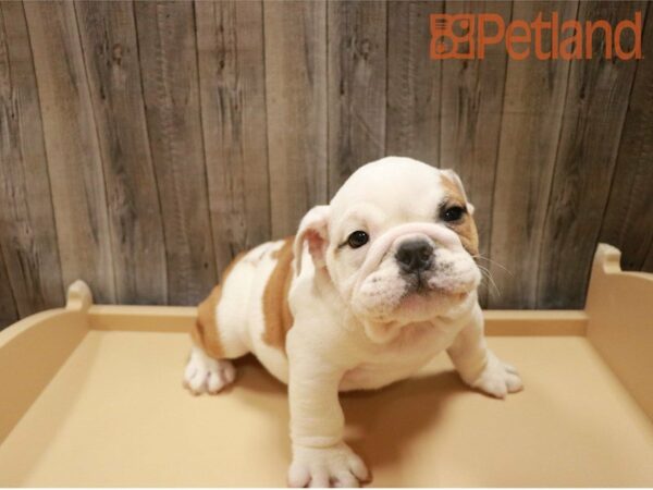 English Bulldog-DOG-Male--27315-Petland Racine, Wisconsin