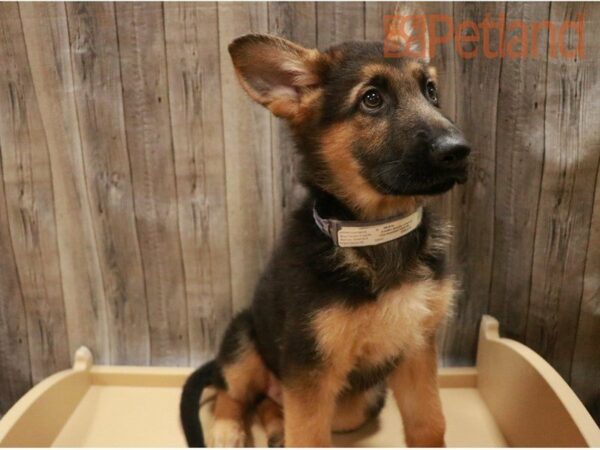 German Shepherd Dog DOG Male Black / Tan 27314 Petland Racine, Wisconsin