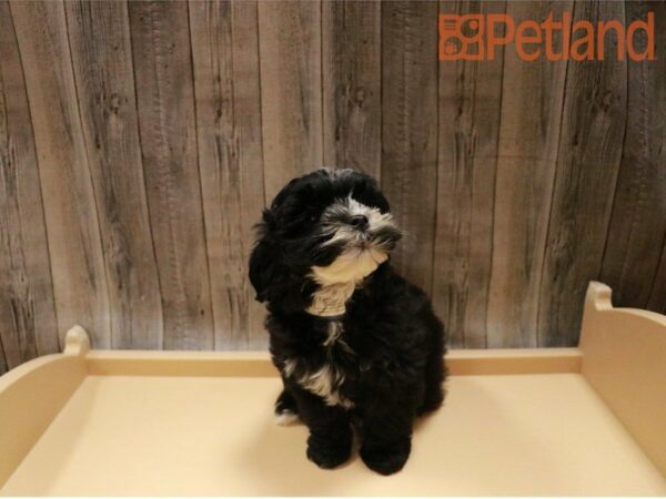 Yorkiepoo DOG Male Black 27313 Petland Racine, Wisconsin