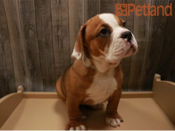 Bulldog DOG Female Red / White 27312 Petland Racine, Wisconsin