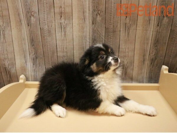 American Eskimo/Australian Shepherd DOG Female Black White / Tan 27311 Petland Racine, Wisconsin