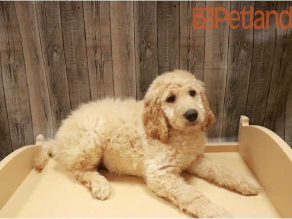 Goldendoodle 2nd Gen DOG Male Golden 27310 Petland Racine, Wisconsin