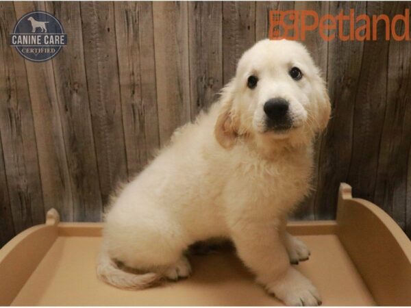 Golden Retriever DOG Male Cream 27309 Petland Racine, Wisconsin