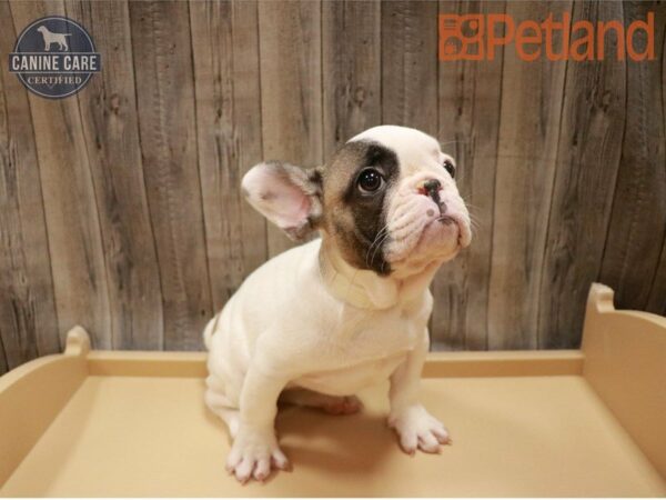 French Bulldog DOG Female White / Sable 27308 Petland Racine, Wisconsin