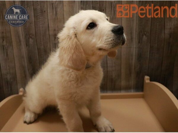 Golden Retriever DOG Male Cream 27307 Petland Racine, Wisconsin